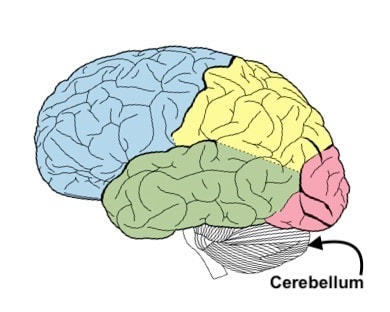 A diagram showing where the cerebellum is in the brain 