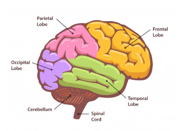 A graphic showing the different parts of the brain.