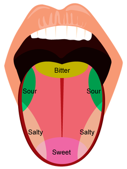 A diagram showing how different parts of the tongue can taste different flavours.