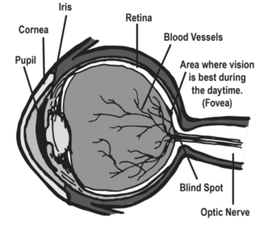 A diagram showing the different parts of an eye.