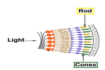 A diagram showing how light works with rods and cones