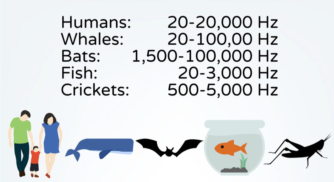 A diagram comparing how Human, whales, bats, fish and crickets can hear.