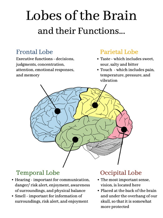 A poster showing the Lobes of the Brain and their Functions