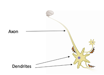 A diagram showing the different parts of a neuron