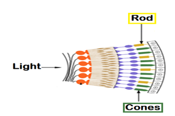 A diagram of how light works with rod and cones.