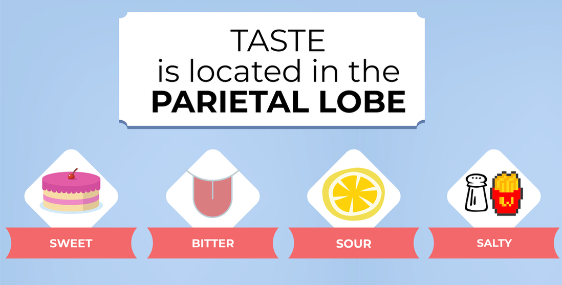 Taste is located in the parietal lobe. Sweet, sour, bitter and salty.