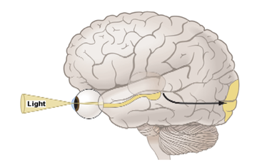 A diagram of a brain showing showing how vision works.
