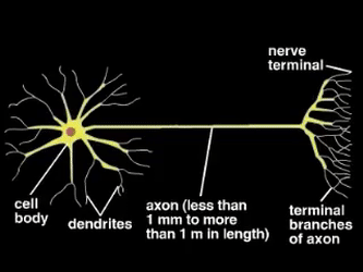 A graphic showing how a neuron works.
