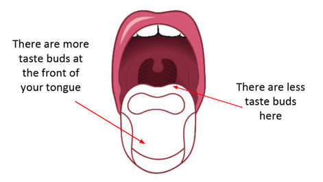 A diagram showing the different parts of the tongue.